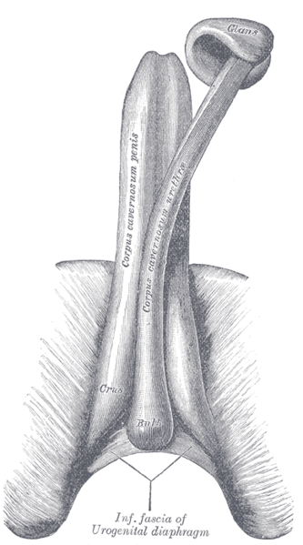 Illustration for article titled This Is How Penile Erection Actually Works